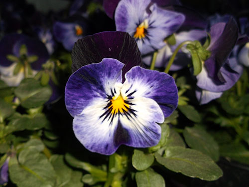 Viola - des Fruehlings froehlichstes Gesicht Viola - des Fruehlings froehlichstes Gesicht