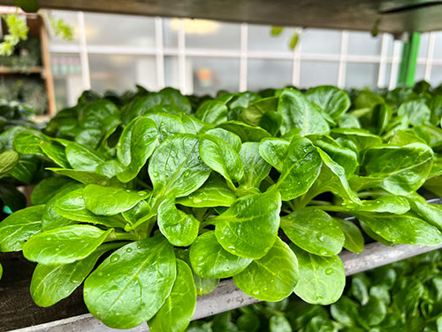 Feldsalat aus eigenem Anbau Feldsalat aus eigenem Anbau