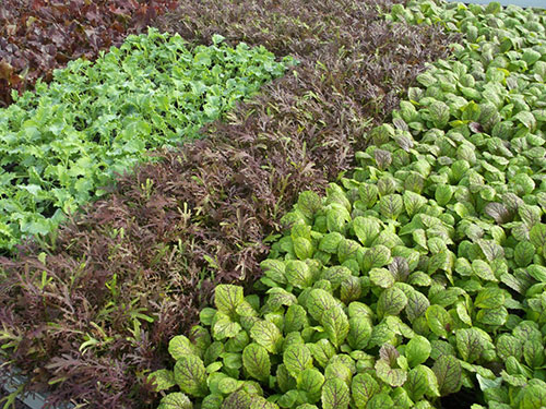 Feldsalat aus eigenem Anbau
